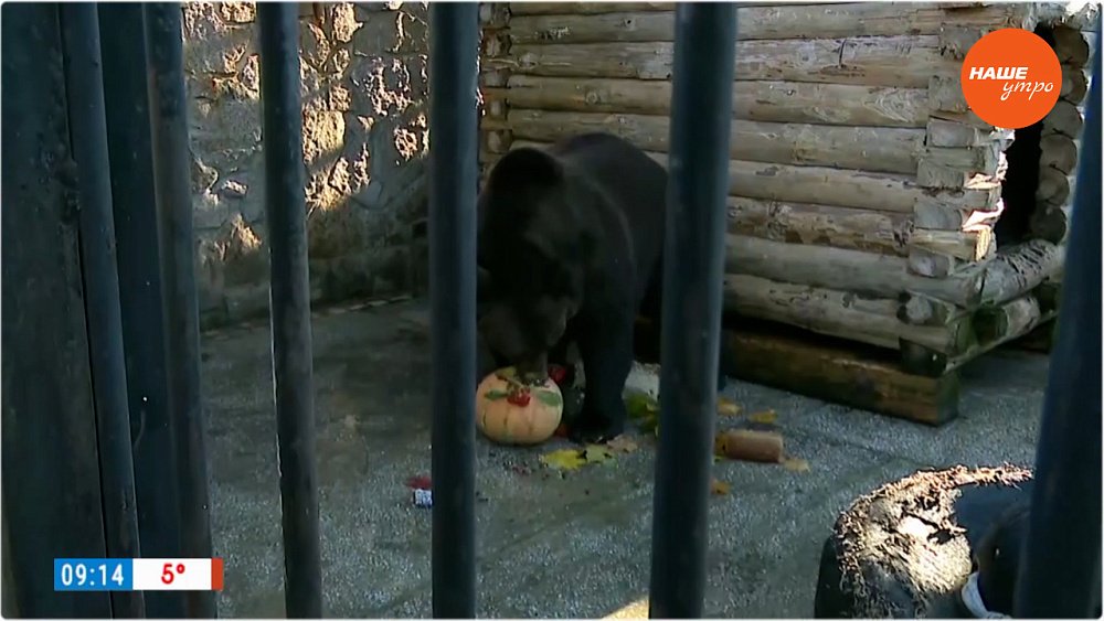 Медведи готовятся к зиме в «Прямом включении»