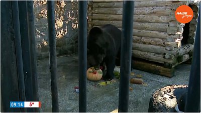 Медведи готовятся к зиме в «Прямом включении»