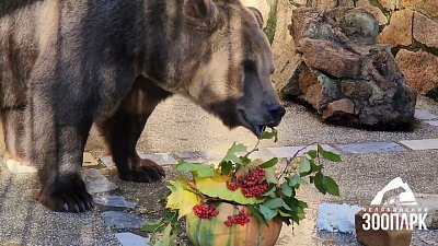 В Челябинском зоопарке медведи наедают жирок к зиме