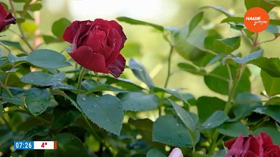 Ароматные розы — чудо как хороши!  — в рубрике «Руки садовода»