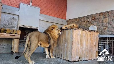 Львов в Челябинском зоопарке взяли под опеку