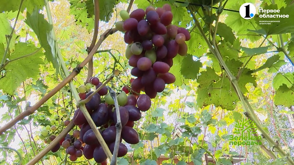 В новом выпуске «Зеленой передачи» увидите все самое необычное и непривычное