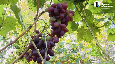 В новом выпуске «Зеленой передачи» увидите все самое необычное и непривычное