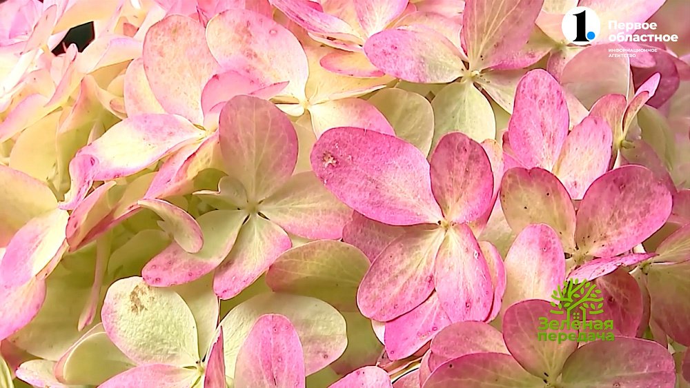 Прекрасные сорта гортензий