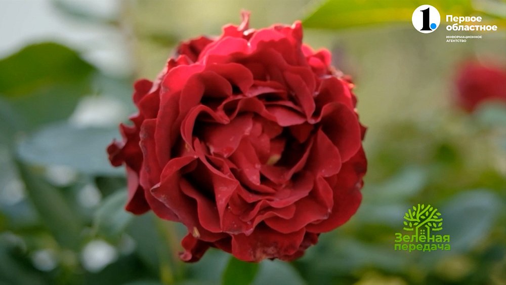 Ароматные розы для взыскательных садоводов