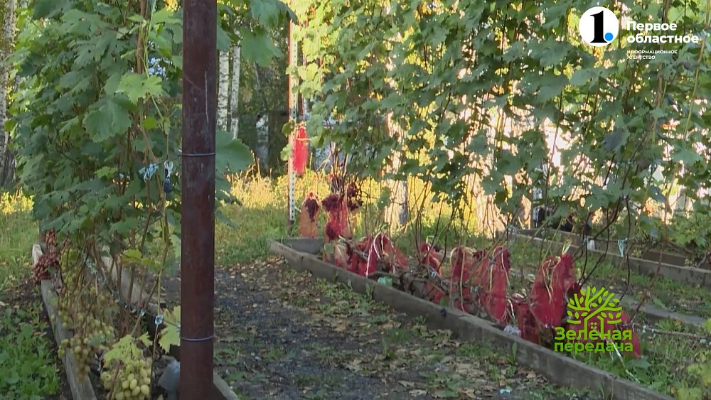 Необычный способ посадки и выращивания винограда