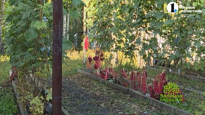 Необычный способ посадки и выращивания винограда