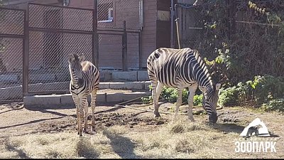 Зебре Амазонке в Челябинском зоопарке исполнилось два месяца