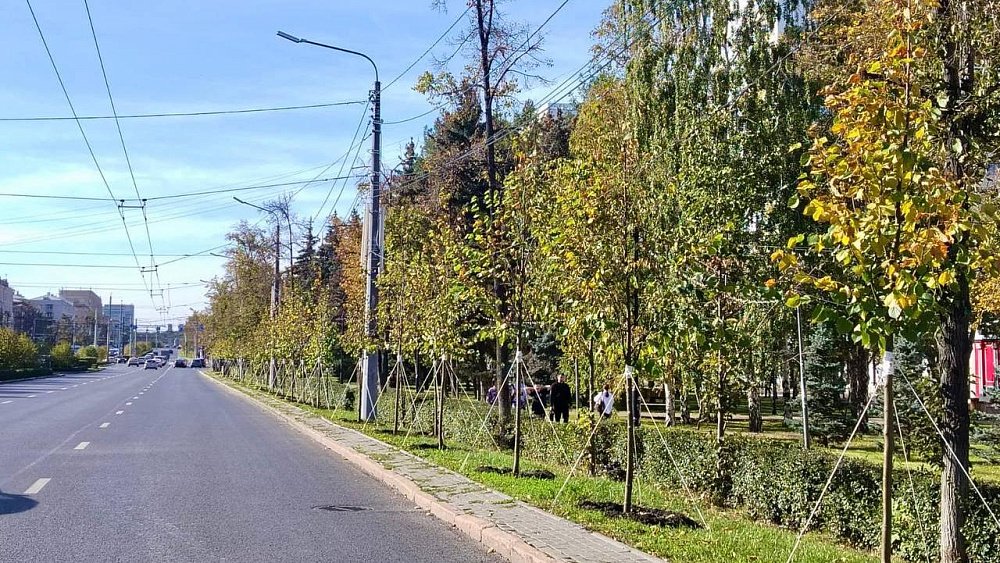 150 лип высадили на проспекте Ленина в Челябинске