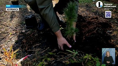 В Челябинском городском бору высадили кедры