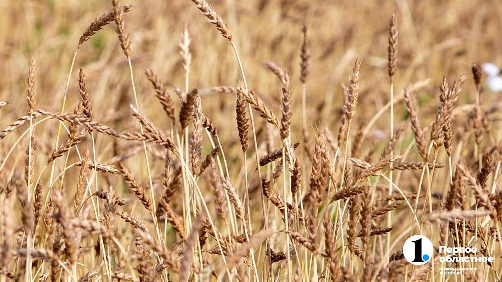 В Челябинской области зафиксировали рост урожая зерновых культур