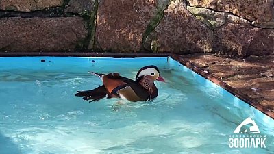 Утки и журавль в Челябинском зоопарке устроили банный день