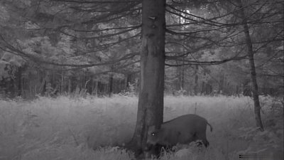 Фотоловушка в нацпарке «Зигальга» зафиксировала массажный салон