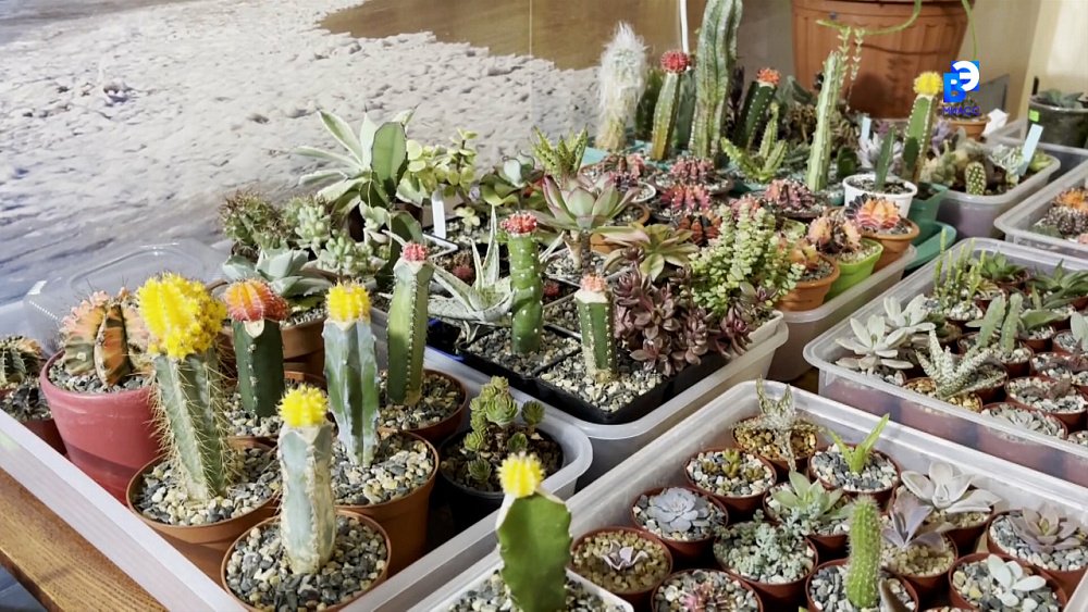 Миасец рассказал о своей коллекции экзотических растений