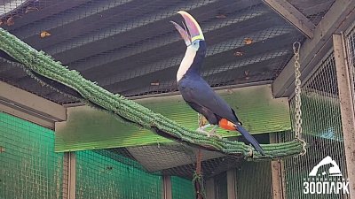 В Челябинском зоопарке пернатые переехали в теплые вольеры