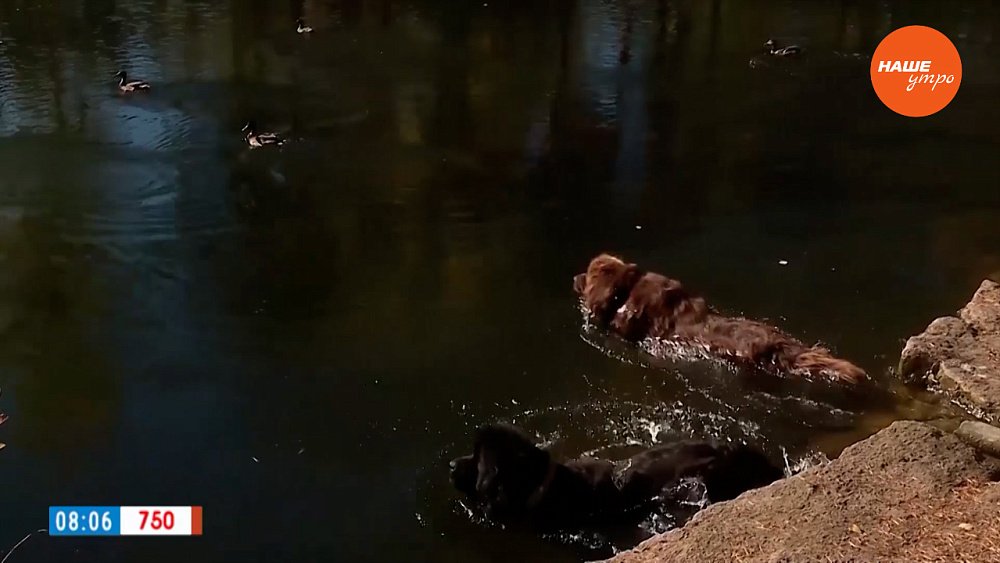 Ньюфаундленды в рубрике «Усы, лапы и хвост»