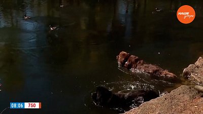 Ньюфаундленды в рубрике «Усы, лапы и хвост»