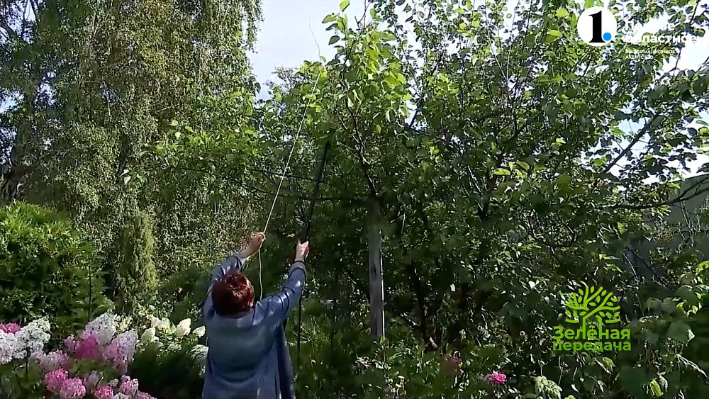 Как обрезать деревья перед зимой