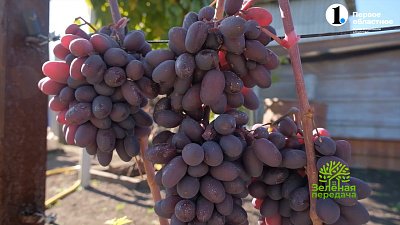 Виноградная лоза должна вызреть перед зимой