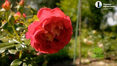 Ароматные розы