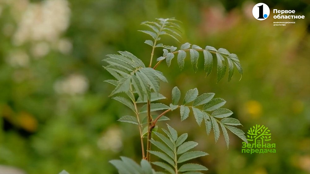 Рябина подходит не только для сбора ягод