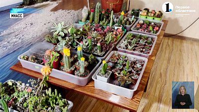 Житель Миасса коллекционирует кактусы