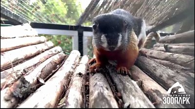 В Челябинском зоопарке переехали белки Превоста