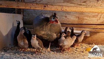 В Челябинском зоопарке рассказали о пополнении в семействе цесарок