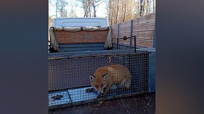 Дикая лиса пришла охотиться в Челябинский зоопарк