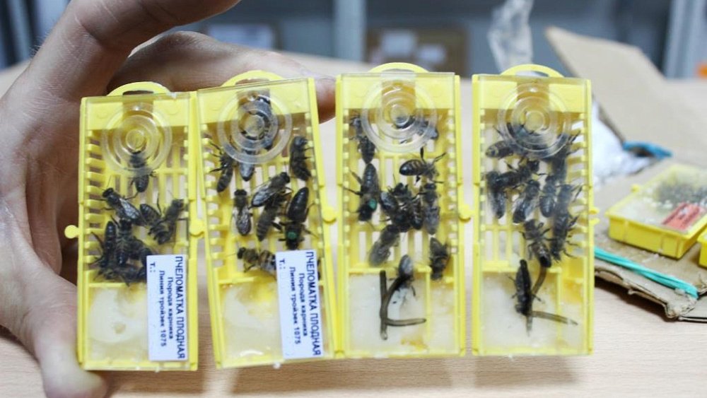 Пчелы, пиявки и черви: какие необычные посылки челябинцы отправляют по почте