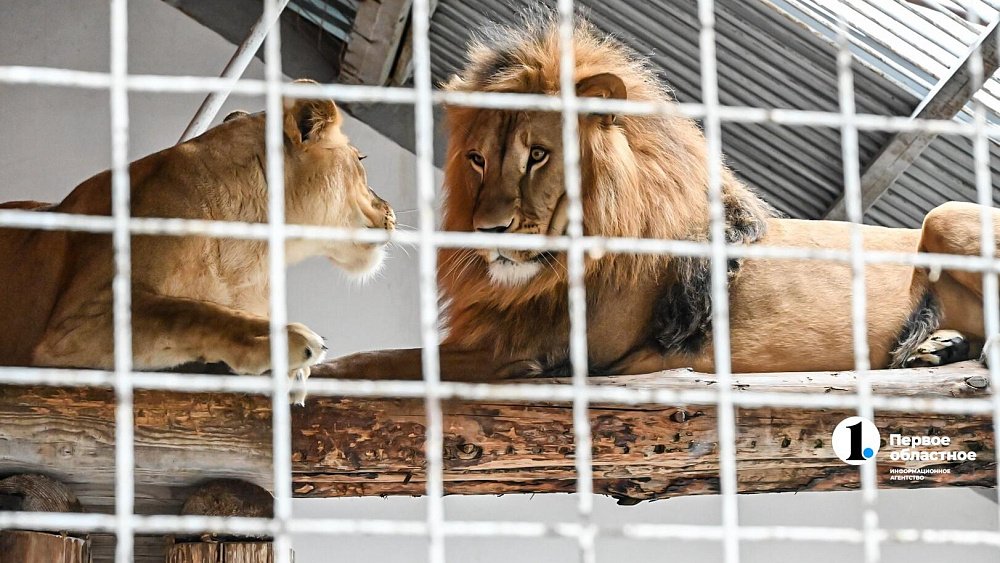 Лев Север‑Алай из Челябинского зоопарка отмечает день рождения