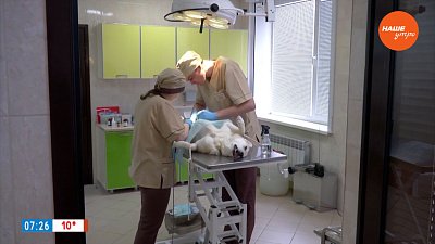 Стерилизация питомцев в рубрике «Усы, лапы и хвост»