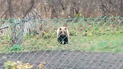 В Снежинске медведь вышел к людям