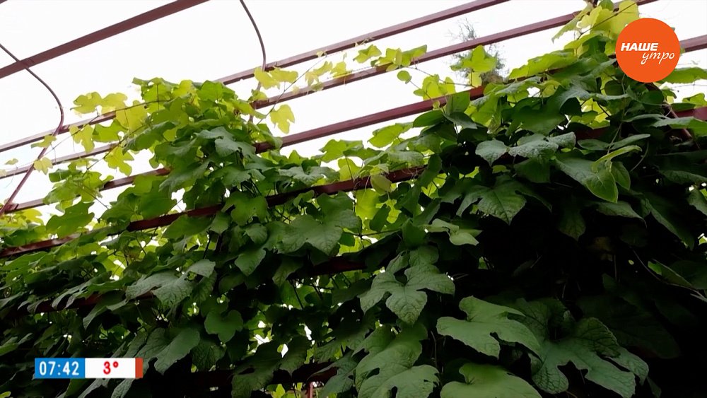 ТОП-3 красивых лиан для сада в рубрике «Руки садовода»