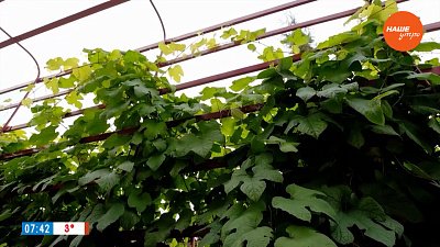 ТОП-3 красивых лиан для сада в рубрике «Руки садовода»