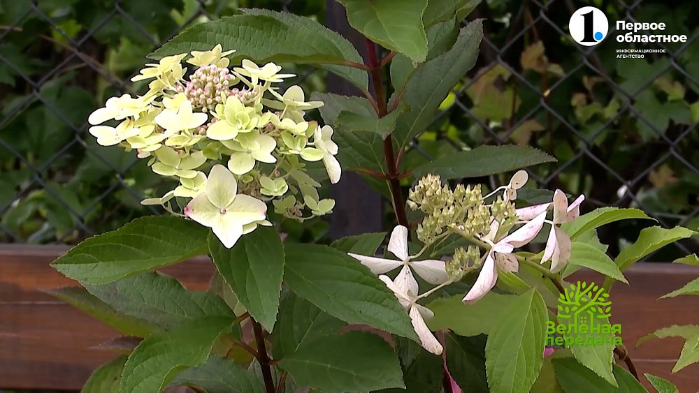Новинки прекрасных гортензий