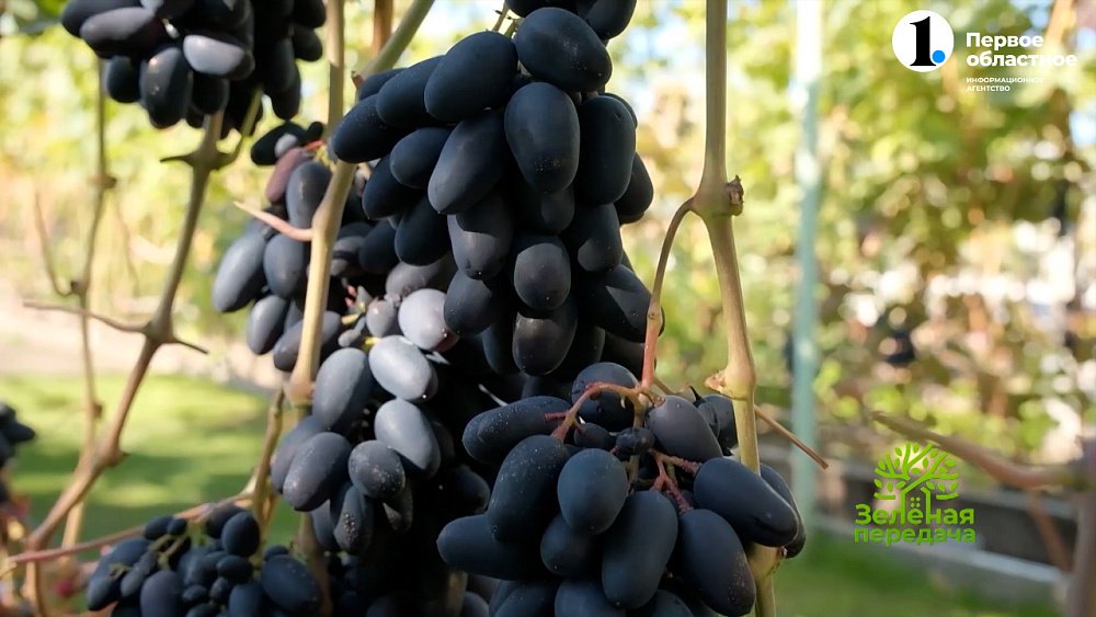 Новинки сортов винограда