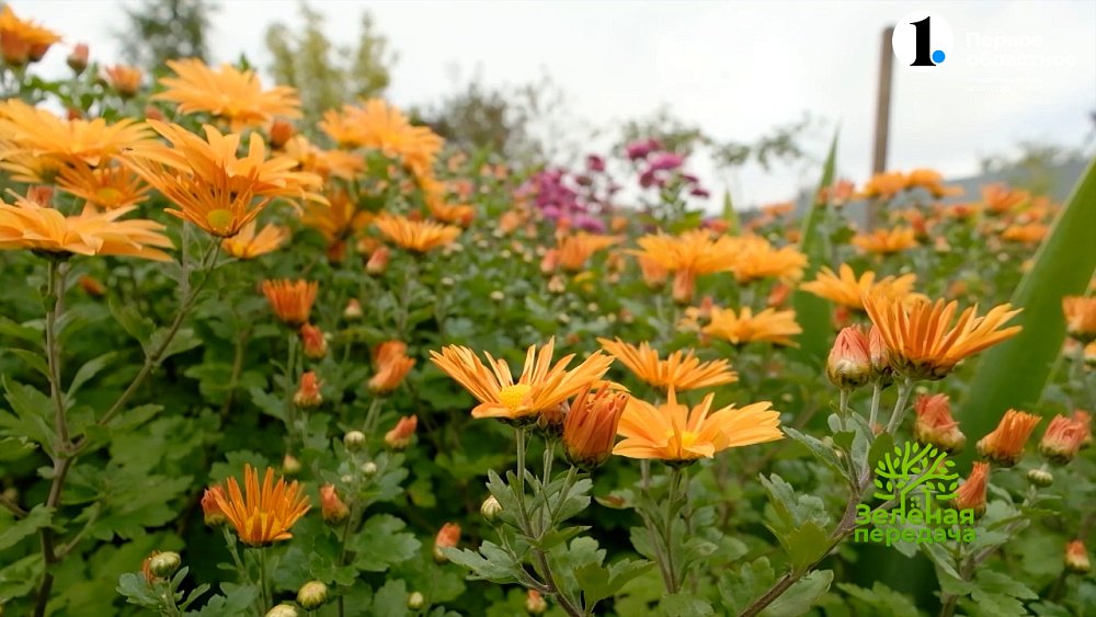 Яркие краски осени: выбираем сорта растений для сада