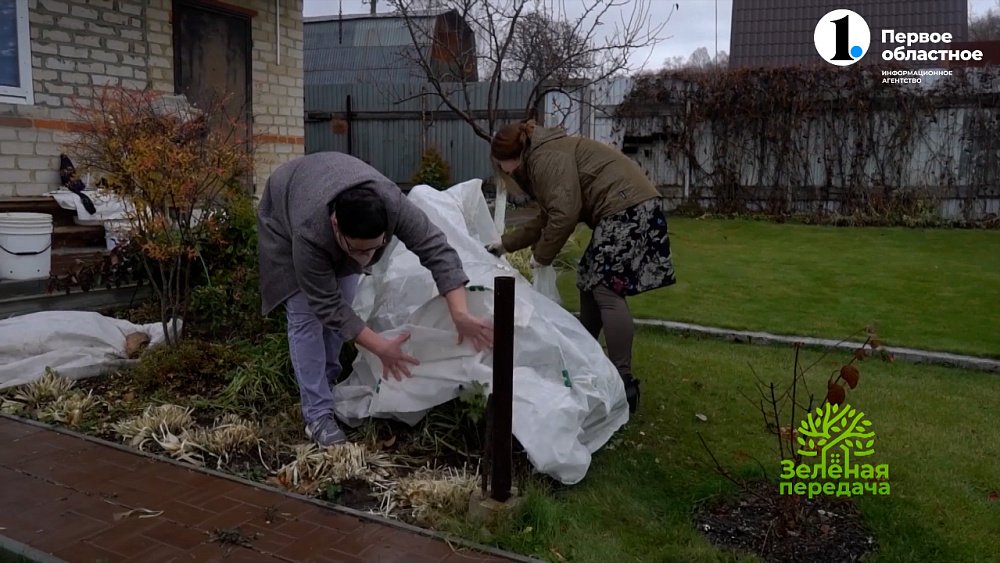 Правила укрытия роз