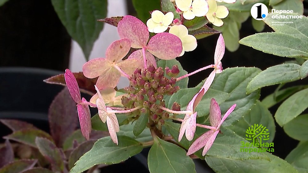 Зацветут даже в мае