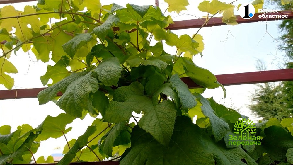 ТОП-3 красивых лиан для сада