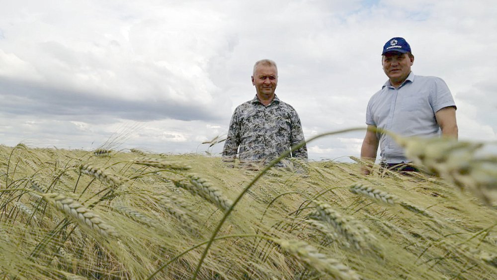 Пшеница «Лариса янтарная» получила золото на агровыставке в Москве