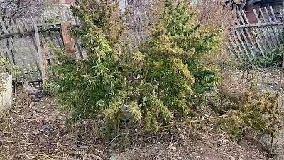 У жительницы Коркино изъяли 19 кустов конопли и полкило марихуаны