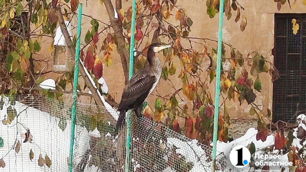 Под Челябинском подобрали баклана, который не может летать