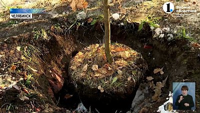 На территории Физико-математического лицея №31 посадили дуб