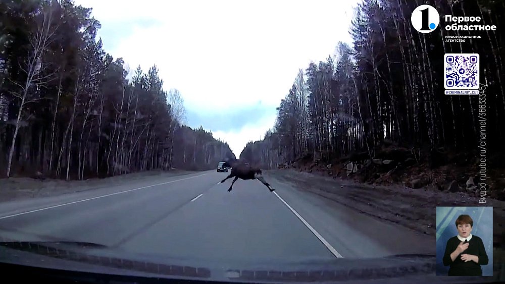 Челябинцев предупредили о выходе лосей на трассы