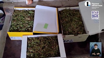 В Коркино задержали торговку дурман-травой