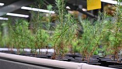 На месте рекультивированной челябинской свалки можно вырастить 25 тысяч растений