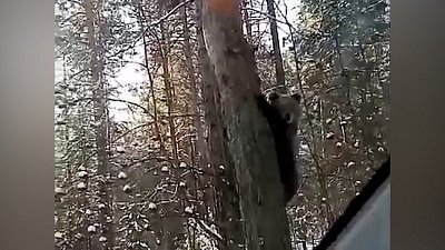 Жители Сатки встретили медвежонка на кладбище