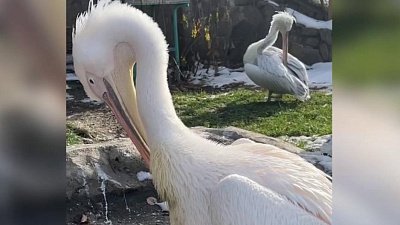 В Челябинском зоопарке показали, как прихорашиваются пеликаны